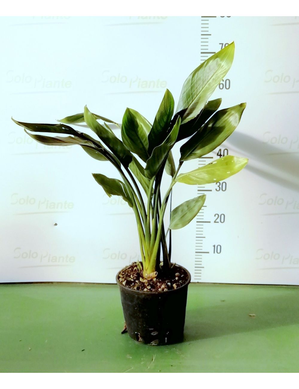 Sterlizia Regina (Uccello del Paradiso) vaso 18 cm vendita online