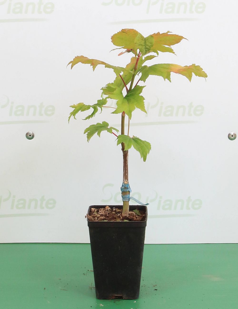 Acero Giapponese Vitifolium - vendita piante on line 