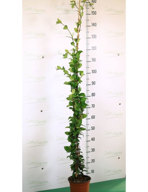 Vendita Piante Bambu Milano.Gelsomino Trachelospermum Jasminoides Vendita Piante On Line Vaso 18 Cm Solopiante It