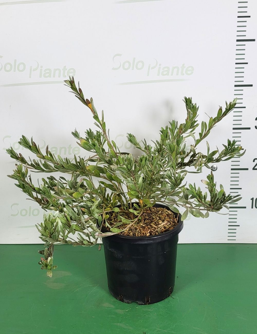 Pianta Alloro Vaso 18cm, Altezza 30-40cm