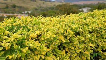 Euonymus Aurea: La Pianta Perfetta per il Mare e i Balconi